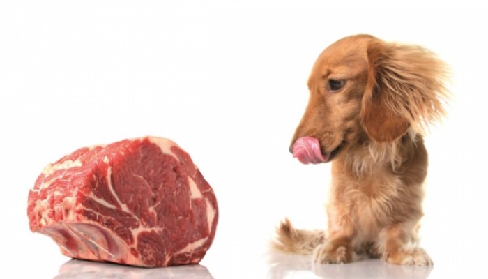 <p>Fitmin Чешский корм премиум и супер-премиум класса для всех пород и размеров кошек и собак с доставкой на дом по Кишиневу</p>