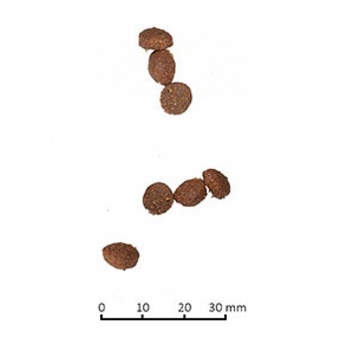 <p><strong>Farmina N&D LG LAMB & BLUEBERRY ADULT - низкозерновой корм для взрослых котов и кошек с мясом ягненка и свежей черникой, с небольшим добавлением зерновых (спельта и овес), специально разработанных с учетом плотоядной природы кошек. Данная диета предотвращает ожирение и диабет из-за низкого гликемического индекса.</strong></p>