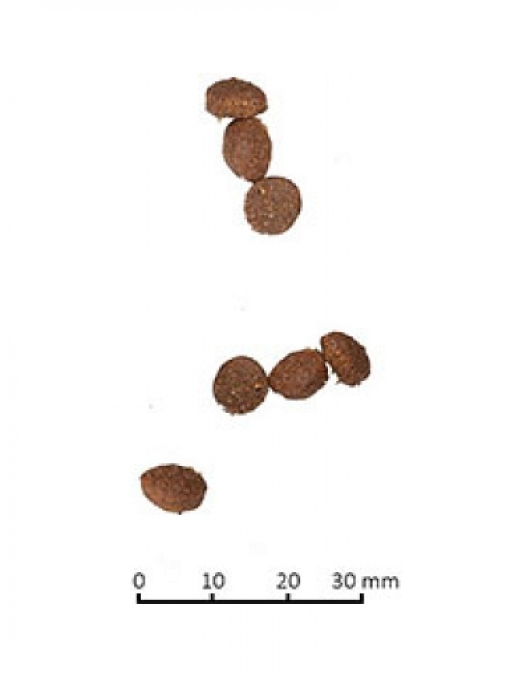 <p><strong>Farmina N&D LG LAMB & BLUEBERRY ADULT - низкозерновой корм для взрослых котов и кошек с мясом ягненка и свежей черникой, с небольшим добавлением зерновых (спельта и овес), специально разработанных с учетом плотоядной природы кошек. Данная диета предотвращает ожирение и диабет из-за низкого гликемического индекса.</strong></p>