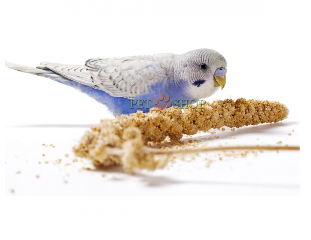 <p><strong>Это прекрасное лакомство с любимыми семенами для волнистых попугаев, корелл и амадин. Не только вкусно, но и полезно. Богато аминокислотами и витаминам.&nbsp;</strong></p>