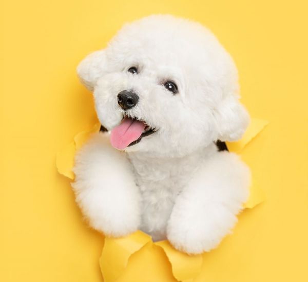 Корма и аксессуары для собак с доставкой на дом Кишинев, Молдова Зоомагазин